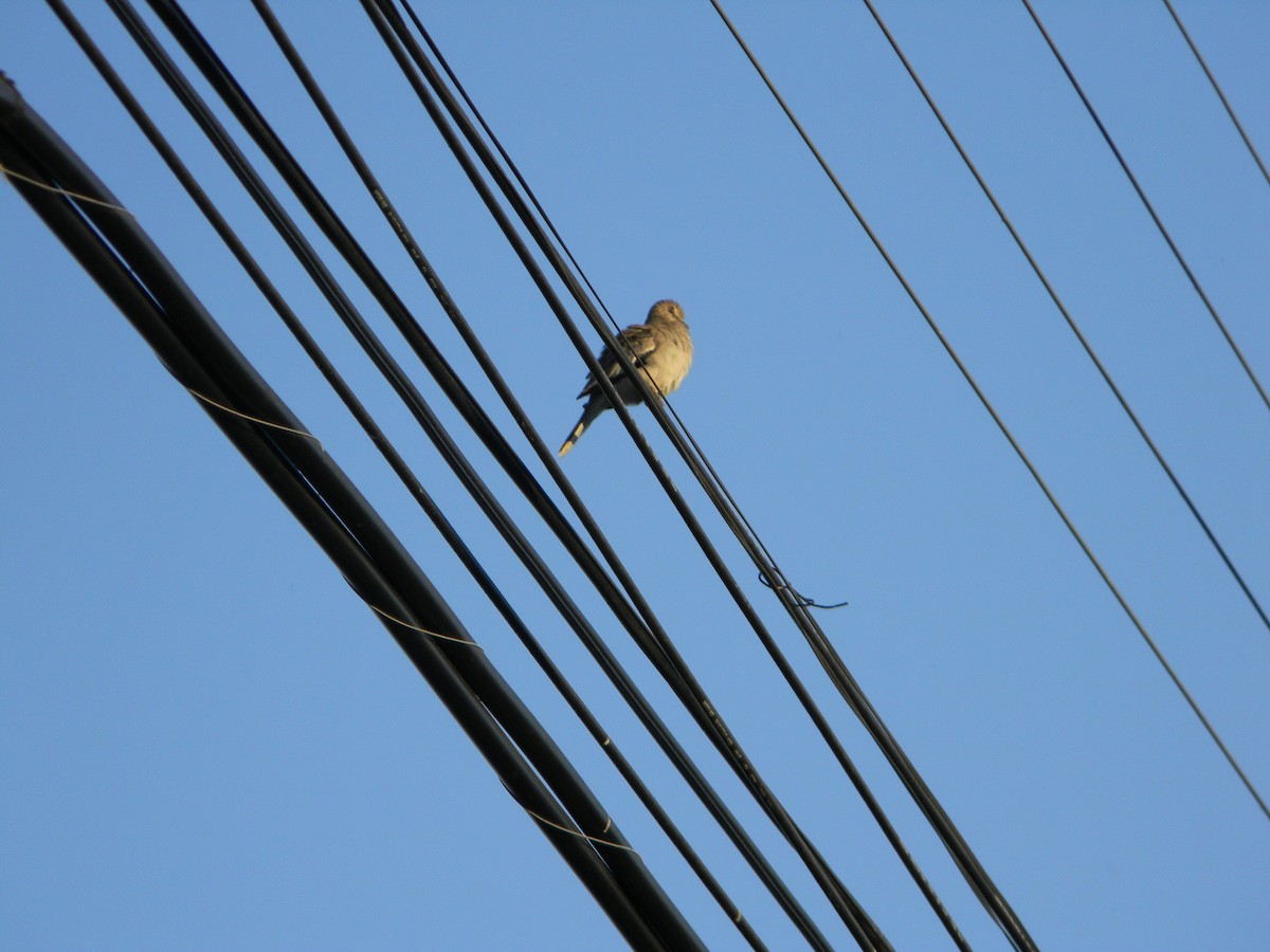 Picui Ground Dove - ML646135993