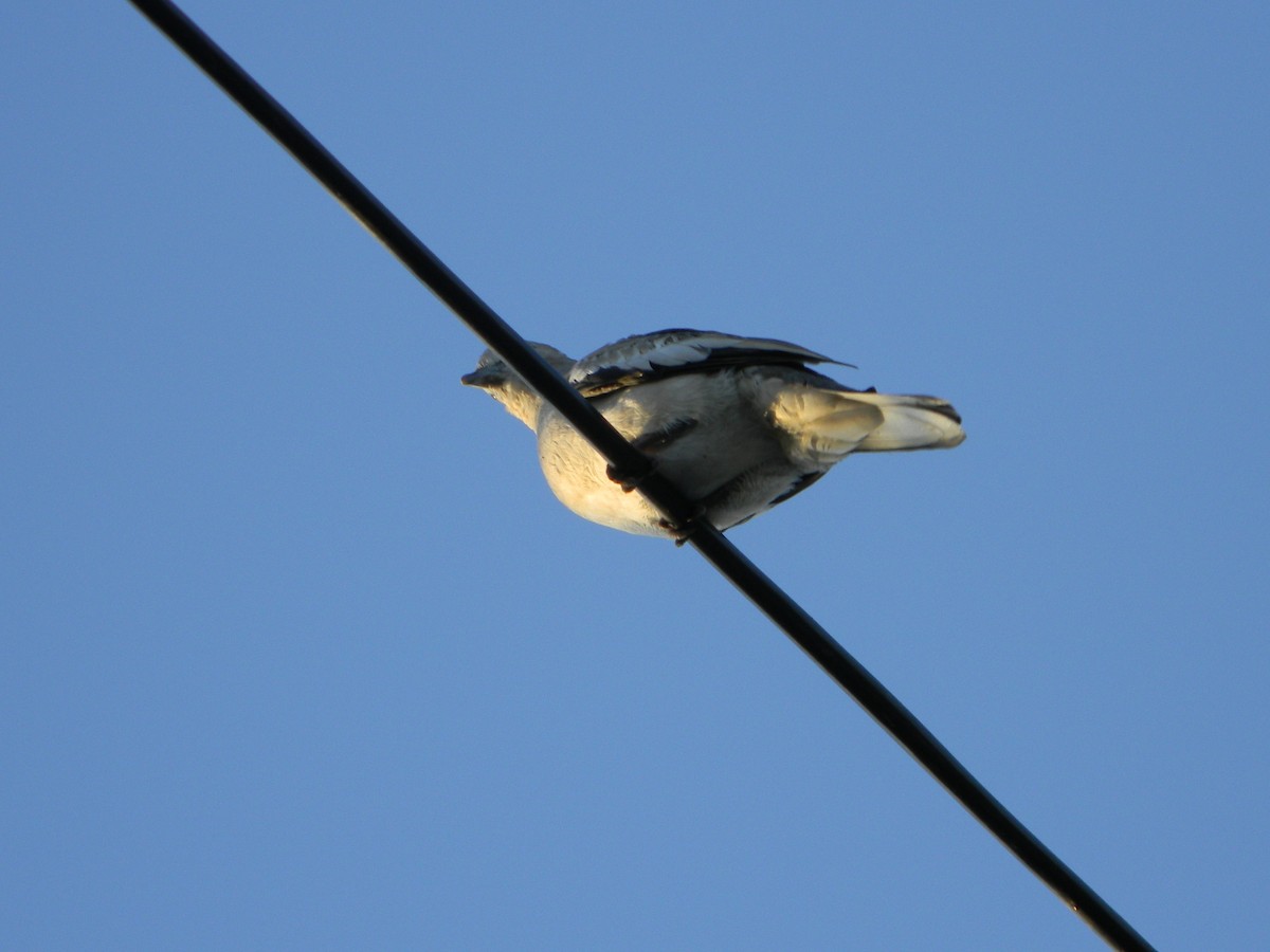 Picui Ground Dove - ML646135996