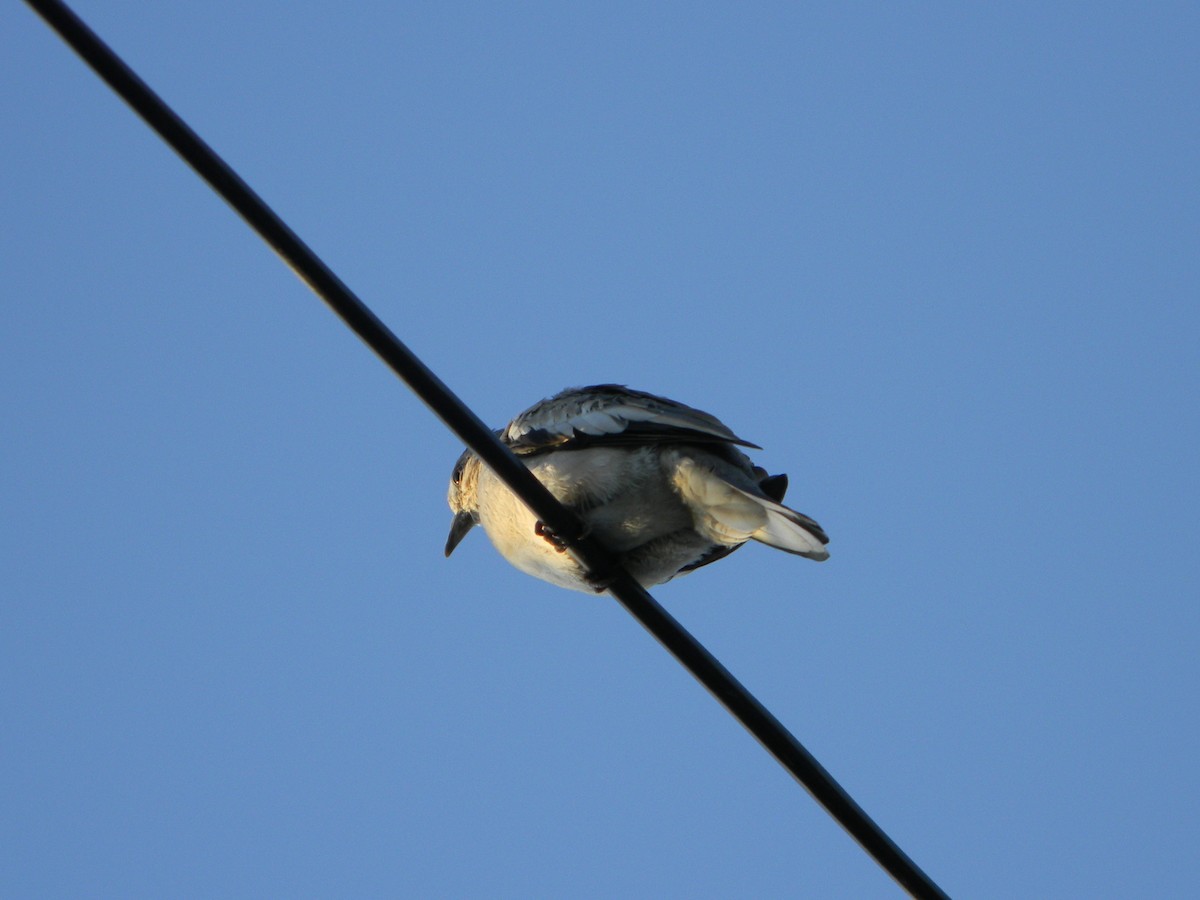 Picui Ground Dove - ML646135997