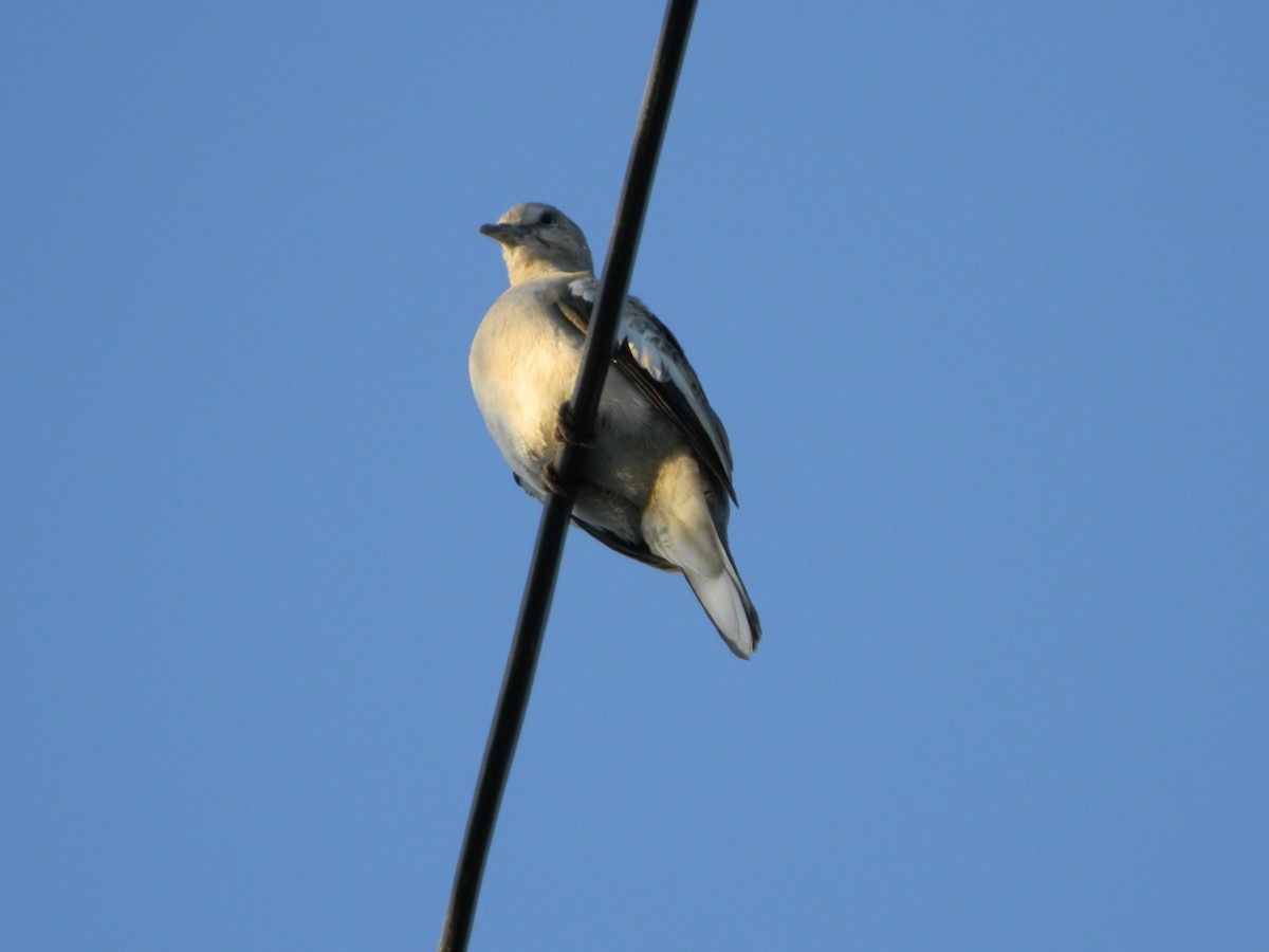 Picui Ground Dove - ML646135998