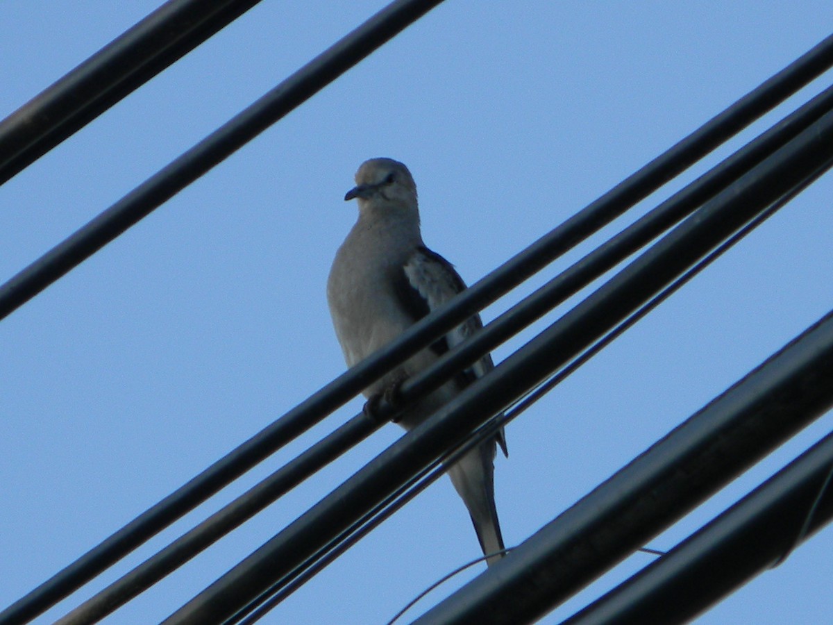 Picui Ground Dove - ML646135999