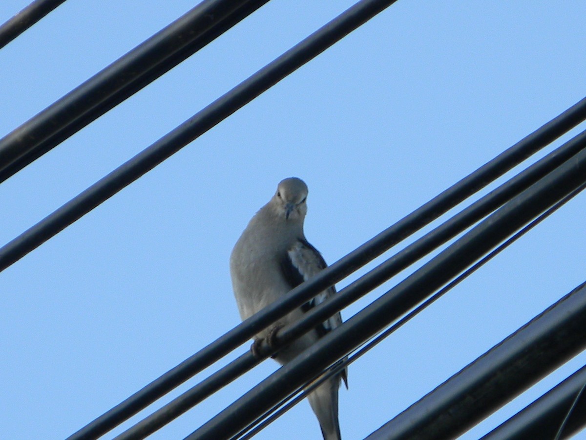 Picui Ground Dove - ML646136000