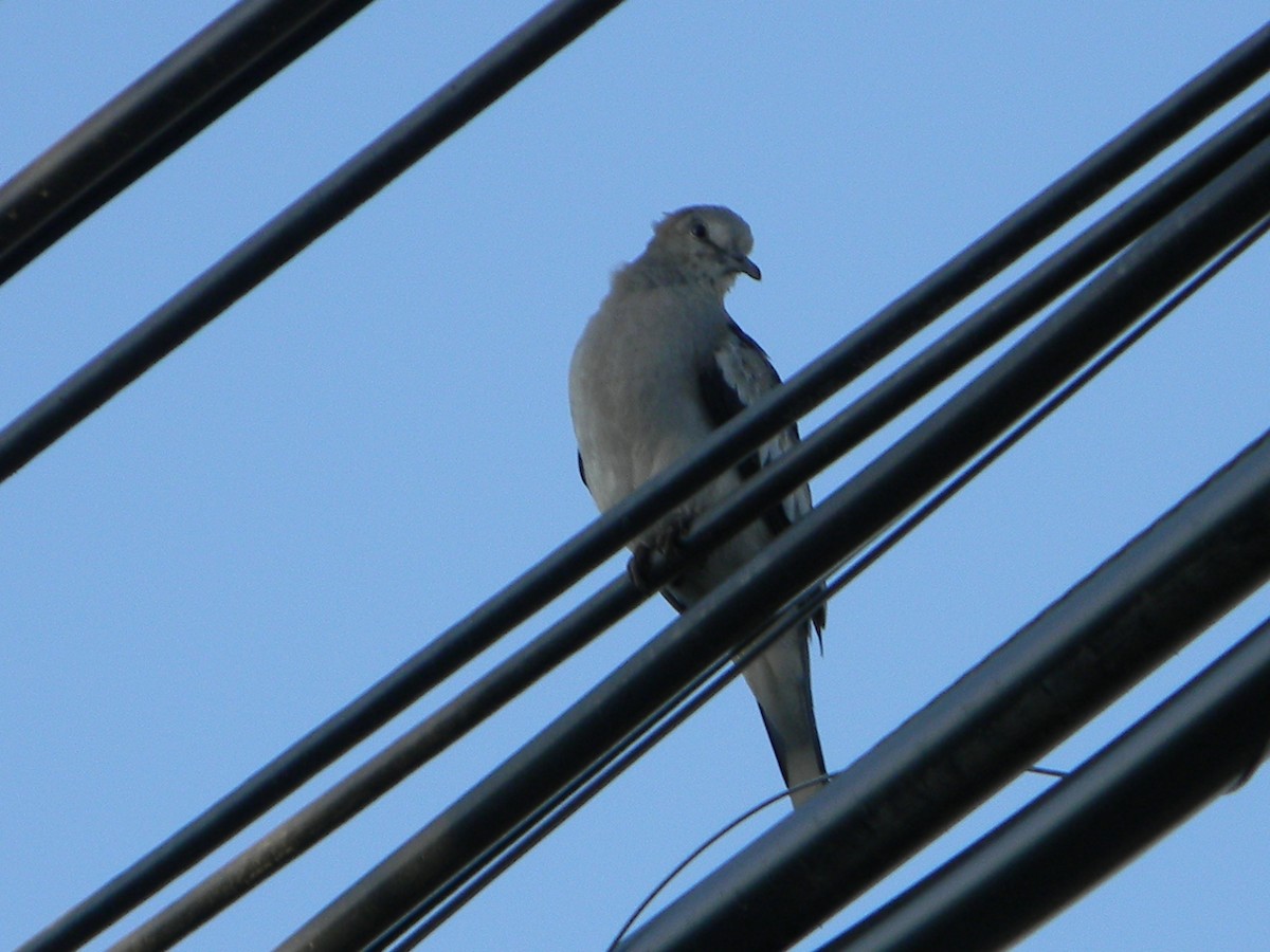 Picui Ground Dove - ML646136001