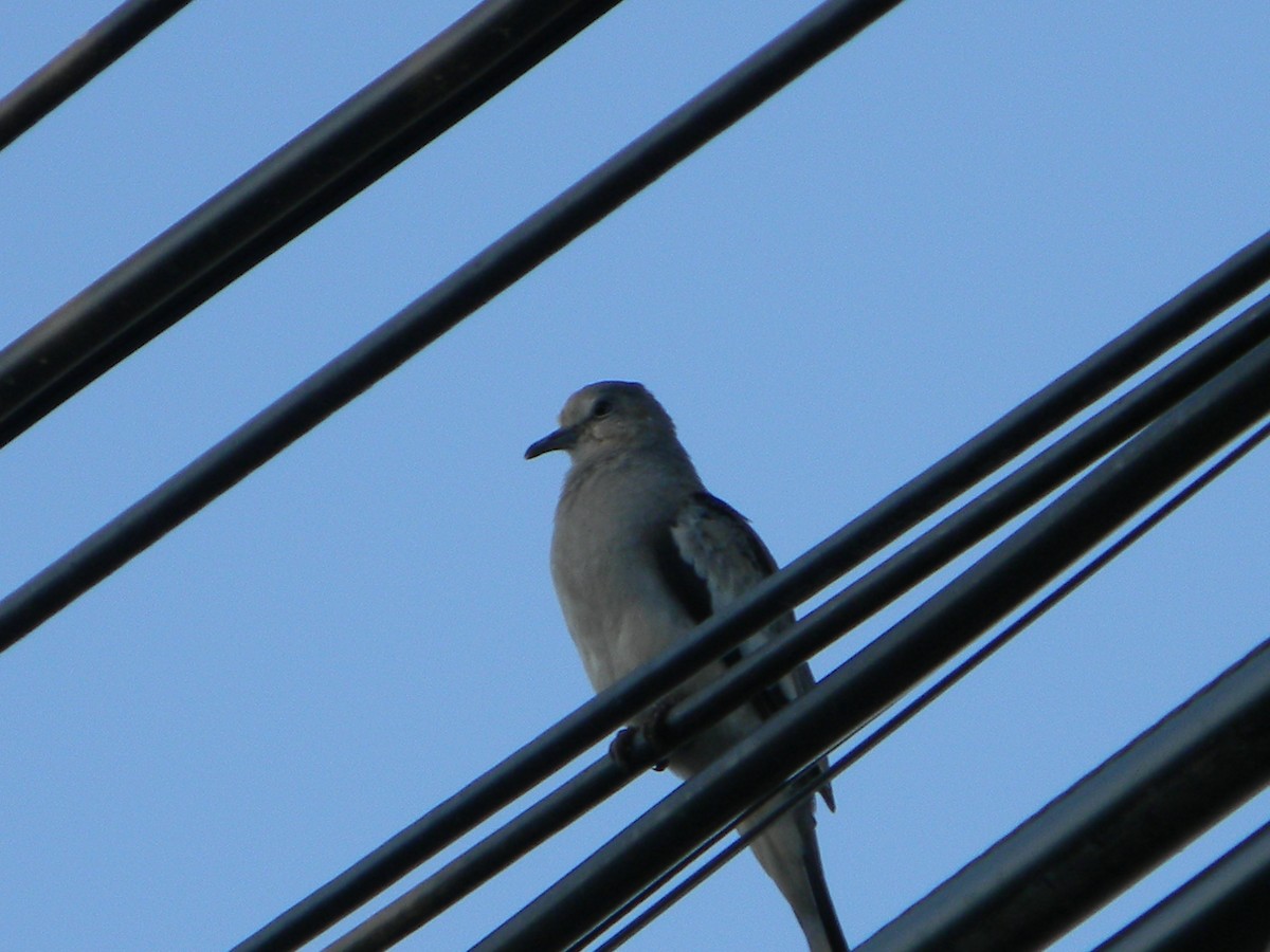 Picui Ground Dove - ML646136002