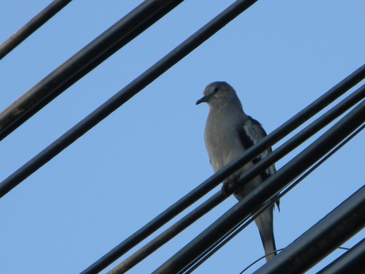 Picui Ground Dove - ML646136003