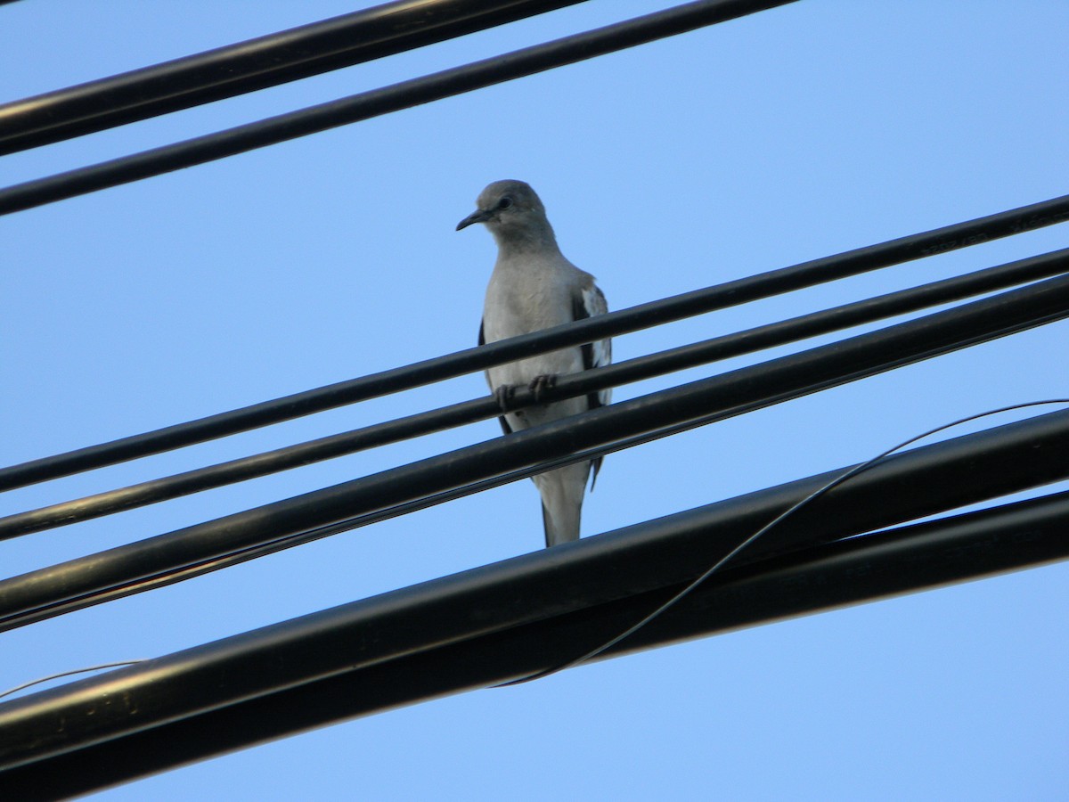 Picui Ground Dove - ML646136004