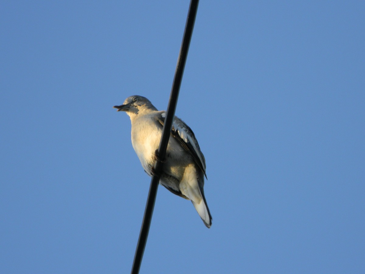 Picui Ground Dove - ML646136005