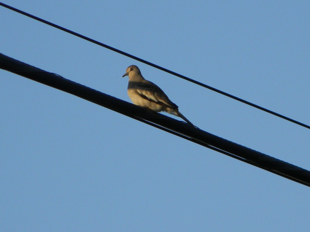 Picui Ground Dove - ML646136007