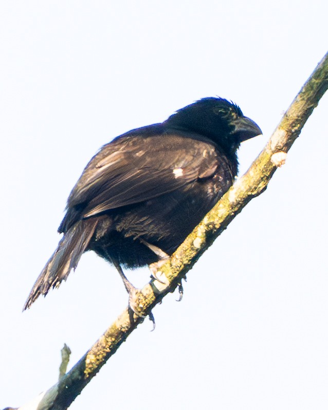 Variable Seedeater - ML646136015