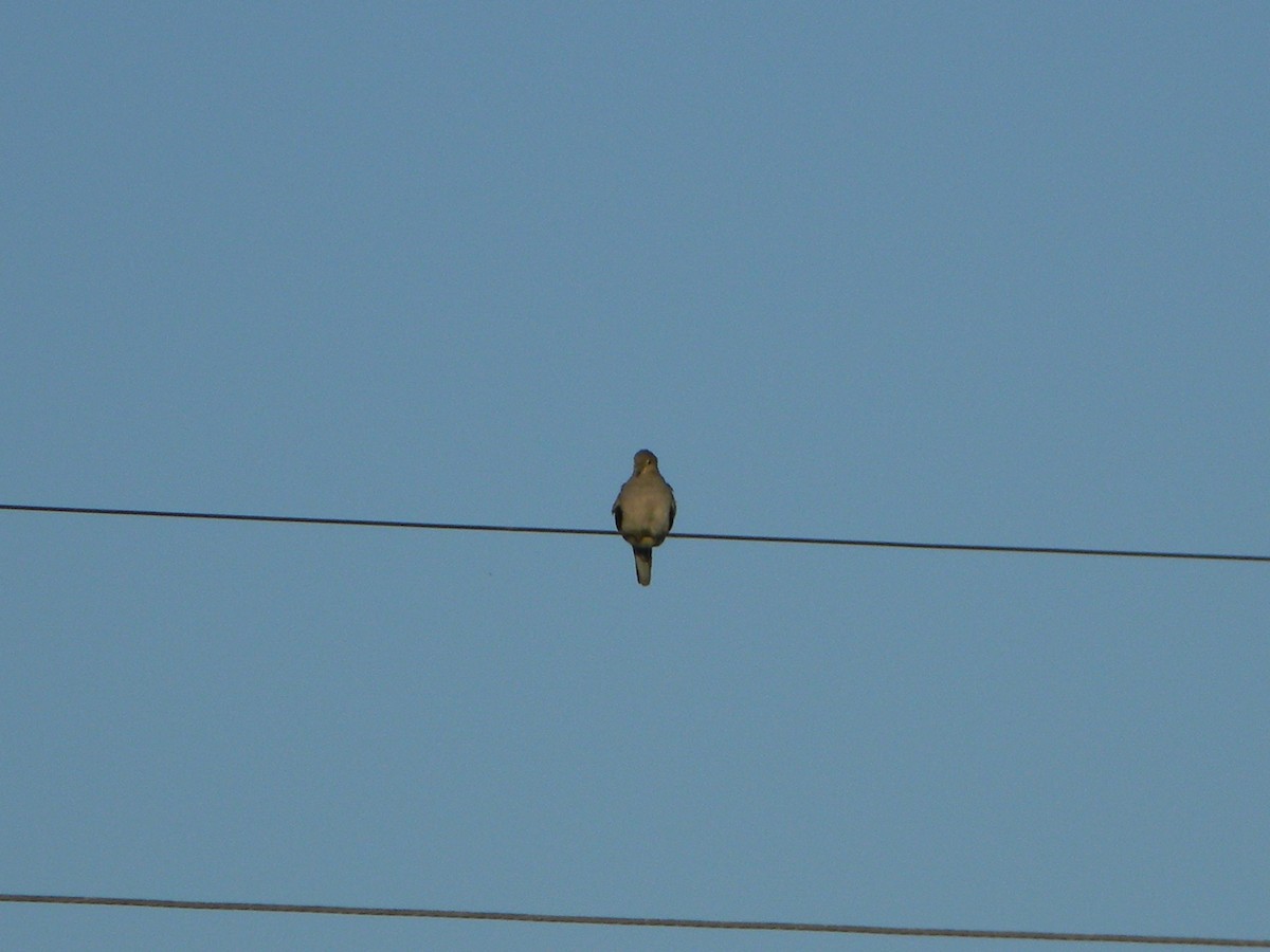 Picui Ground Dove - ML646136018