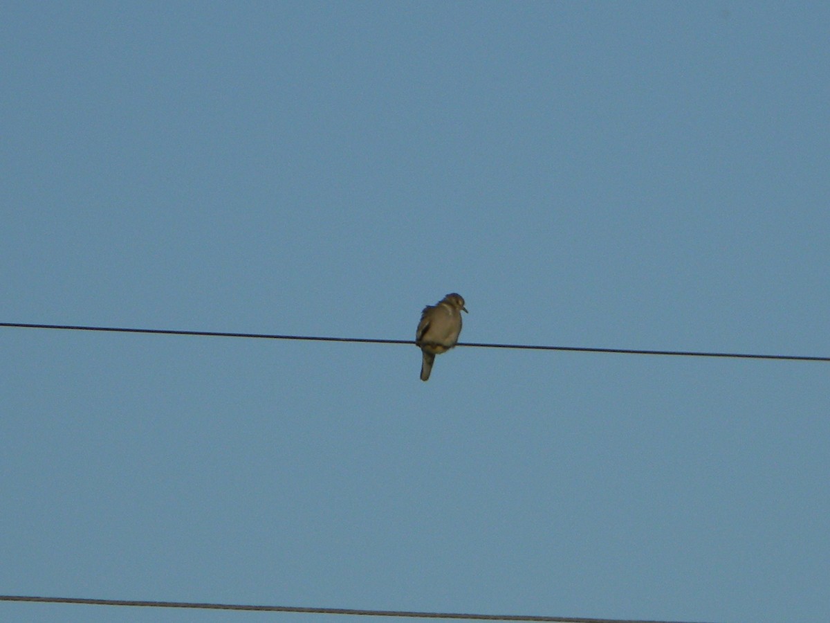 Picui Ground Dove - ML646136019