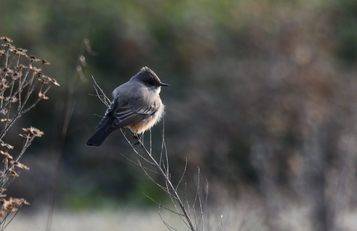 Say's Phoebe - ML646136020