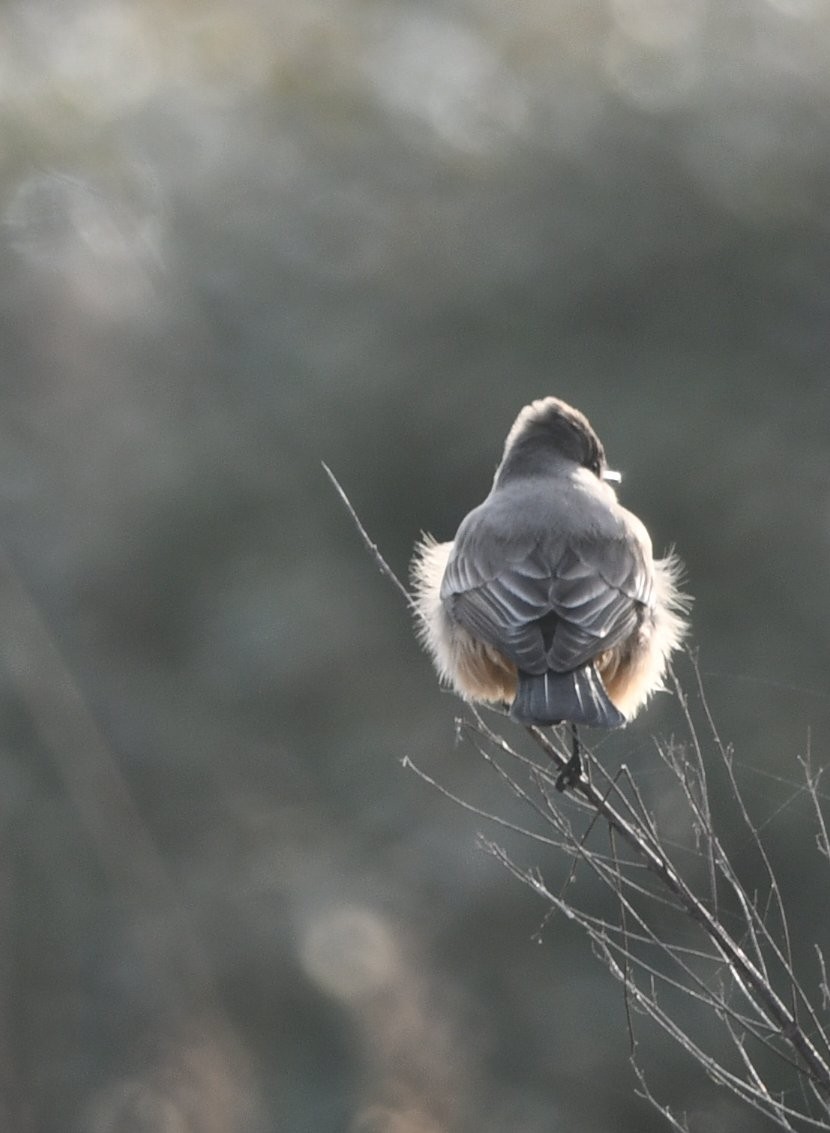 Say's Phoebe - ML646136021