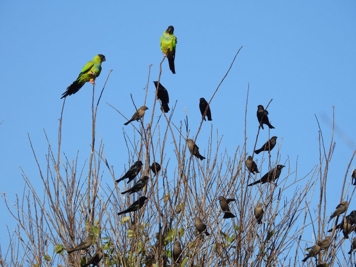 クロガミインコ - ML646136026