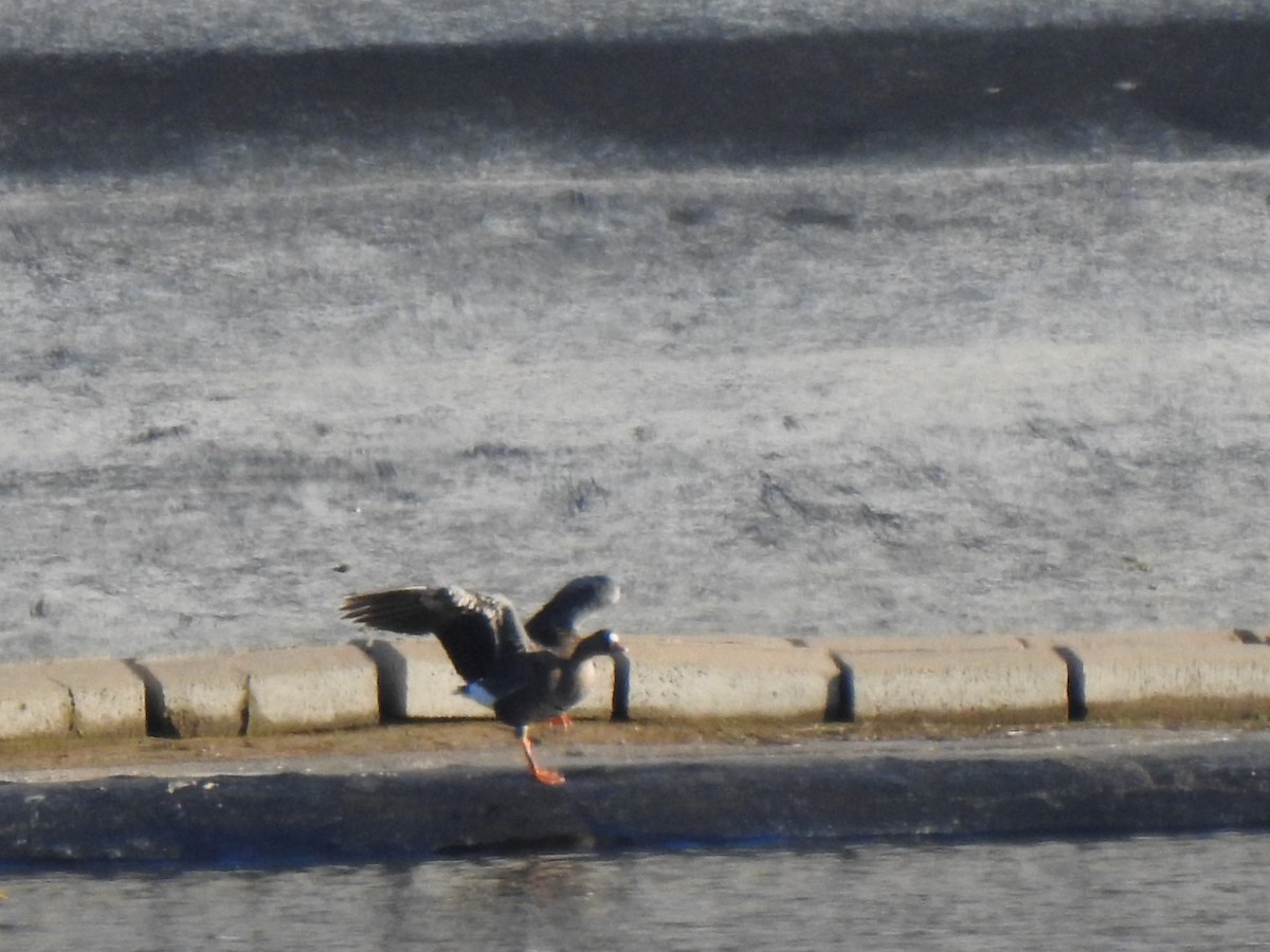 Greater White-fronted Goose - ML646136030