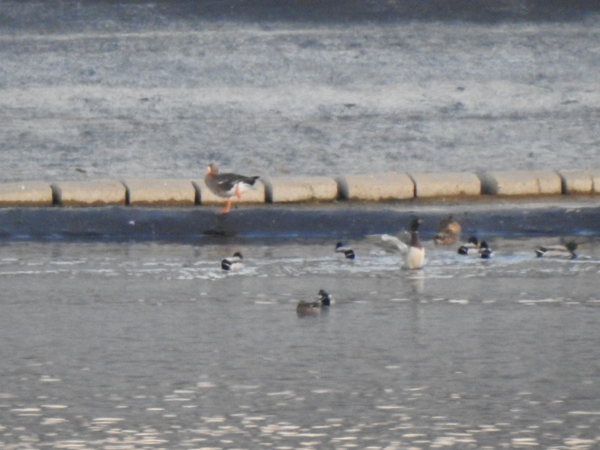 Greater White-fronted Goose - ML646136037