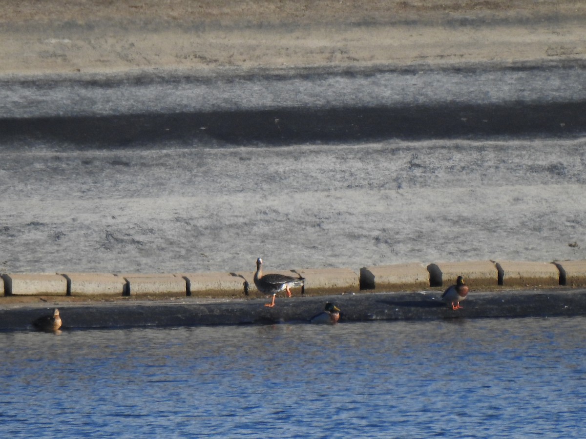 Greater White-fronted Goose - ML646136040