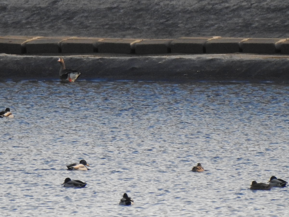 Greater White-fronted Goose - ML646136041