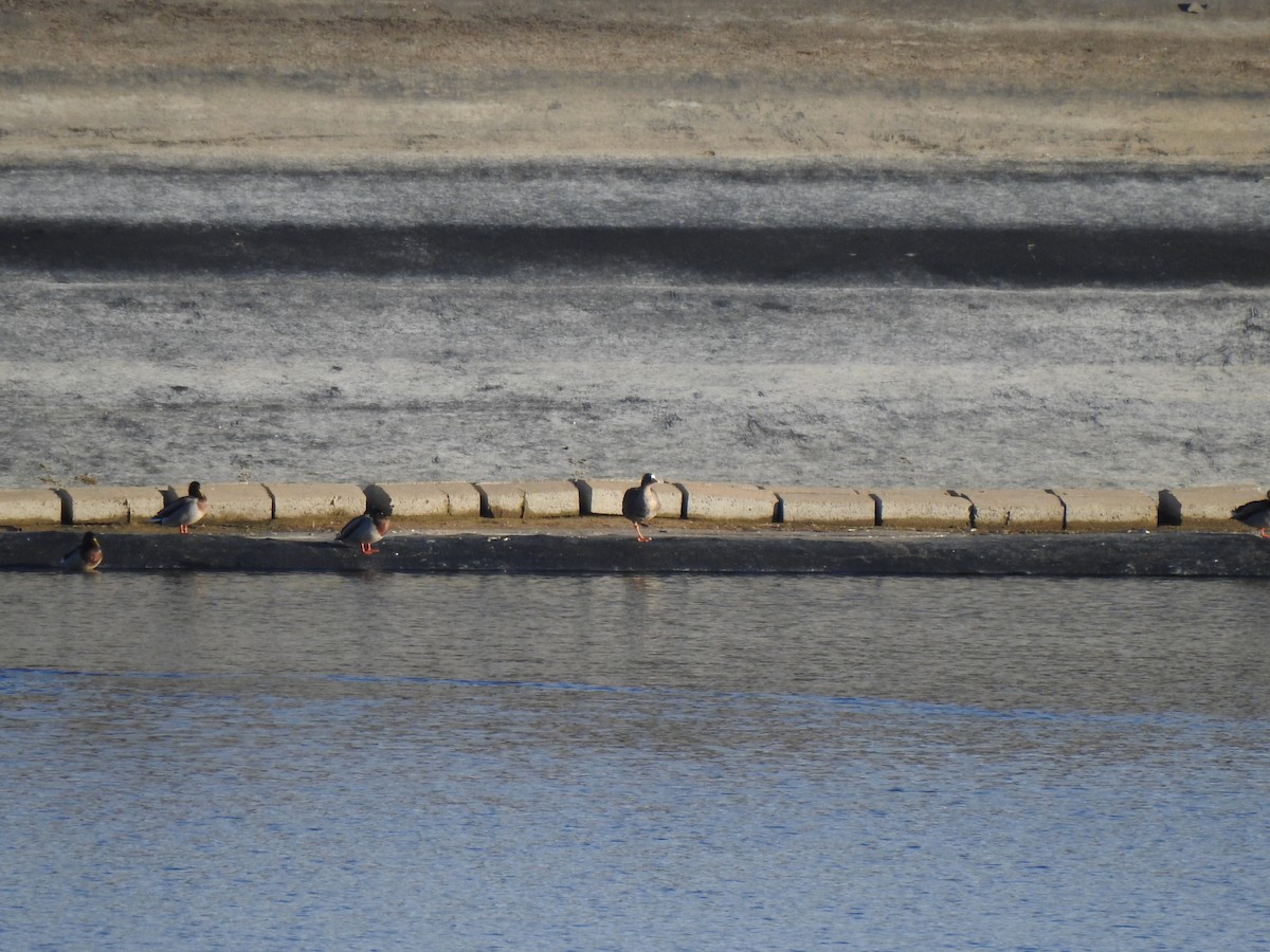 Greater White-fronted Goose - ML646136042