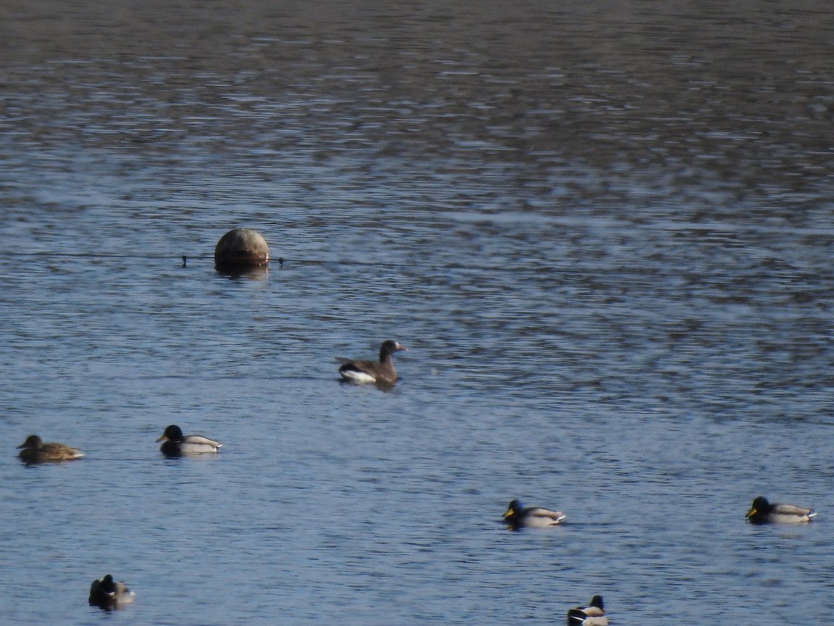 Greater White-fronted Goose - ML646136044