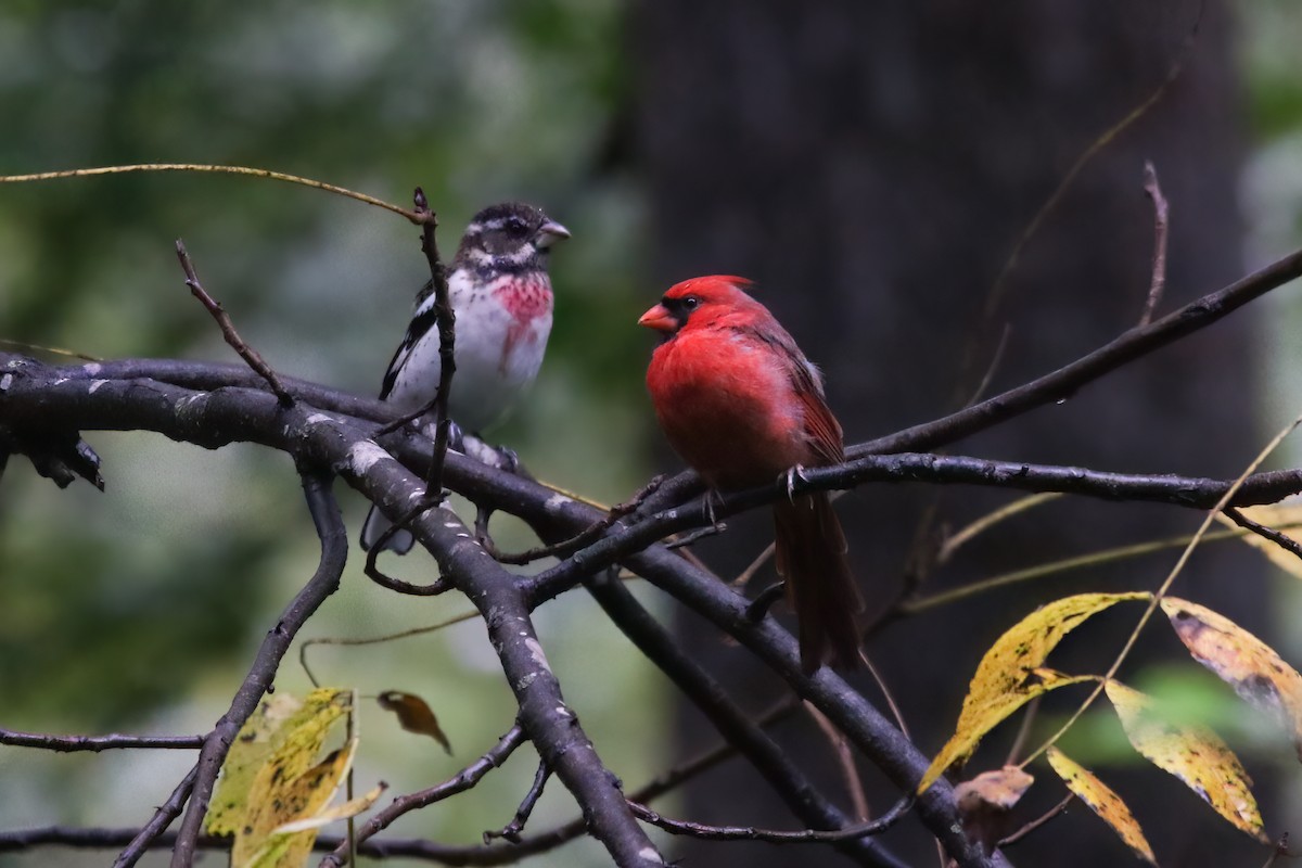 Rose-breasted Grosbeak - ML646136058
