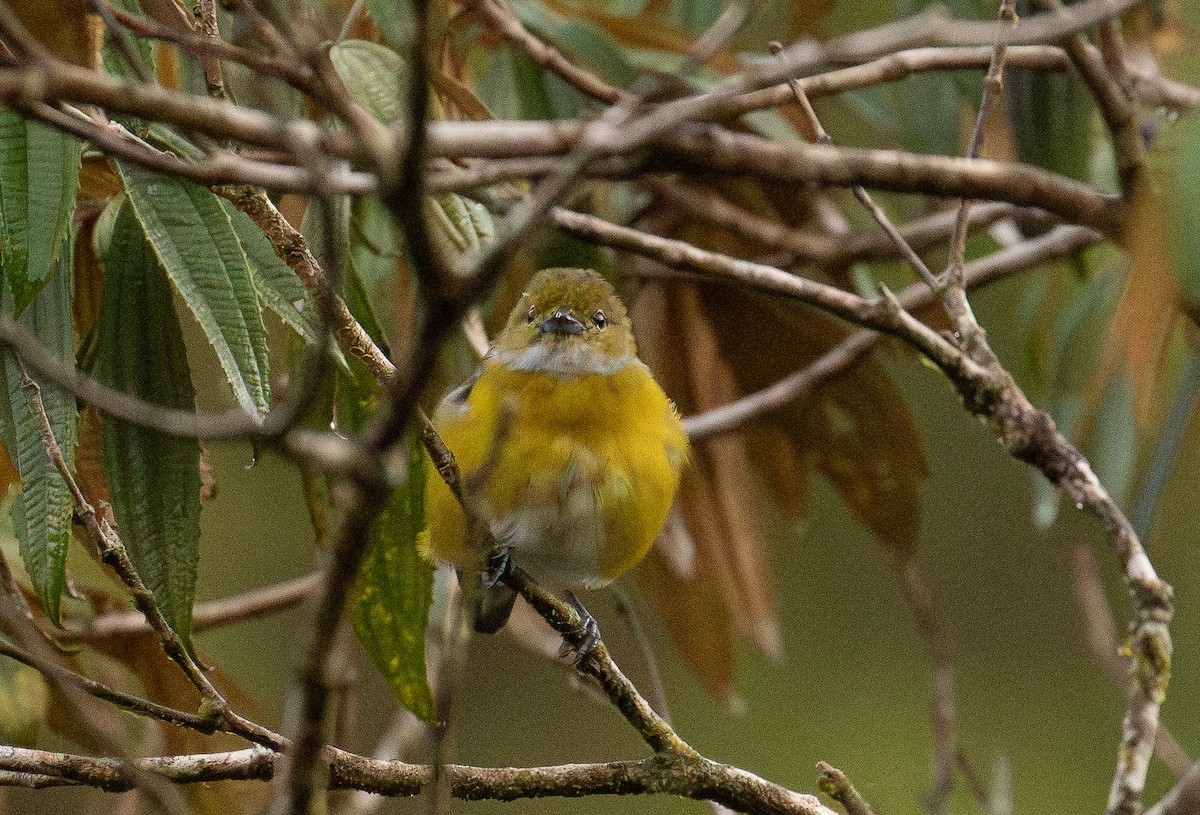 Ak Etekli Öfonya - ML646136062