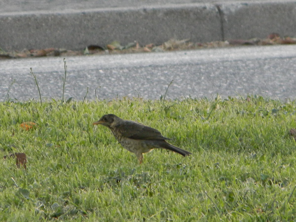 drozd falklandský - ML646136063