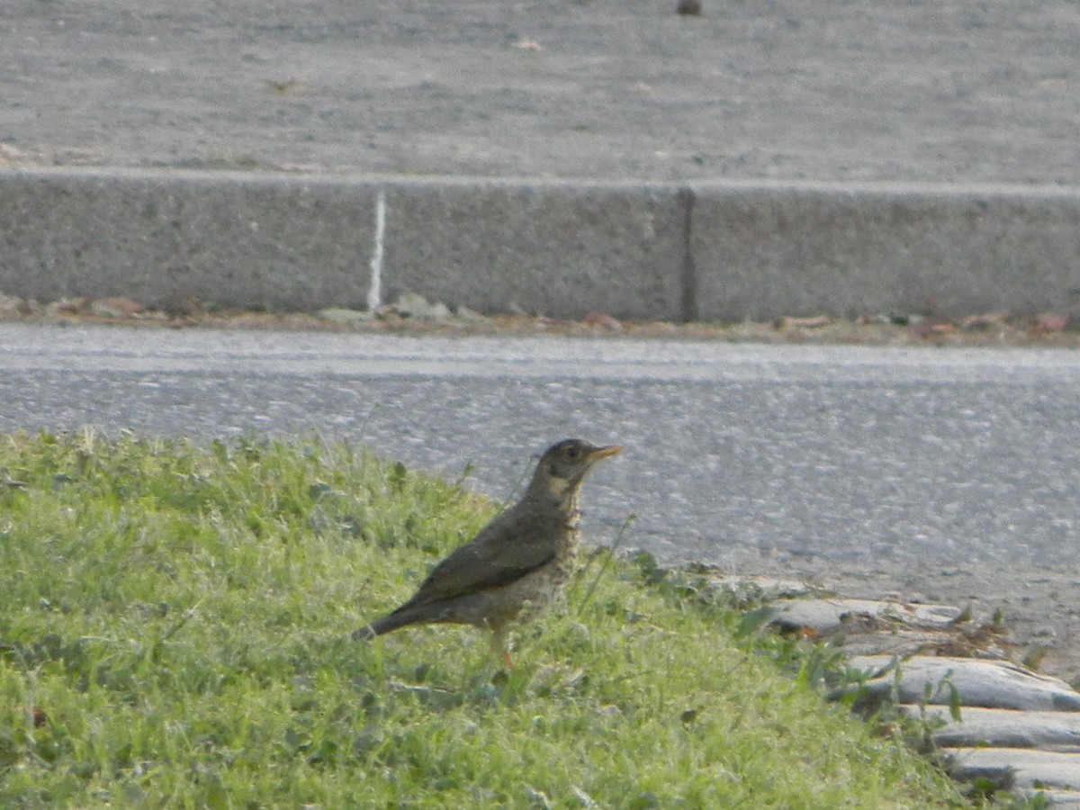 drozd falklandský - ML646136064