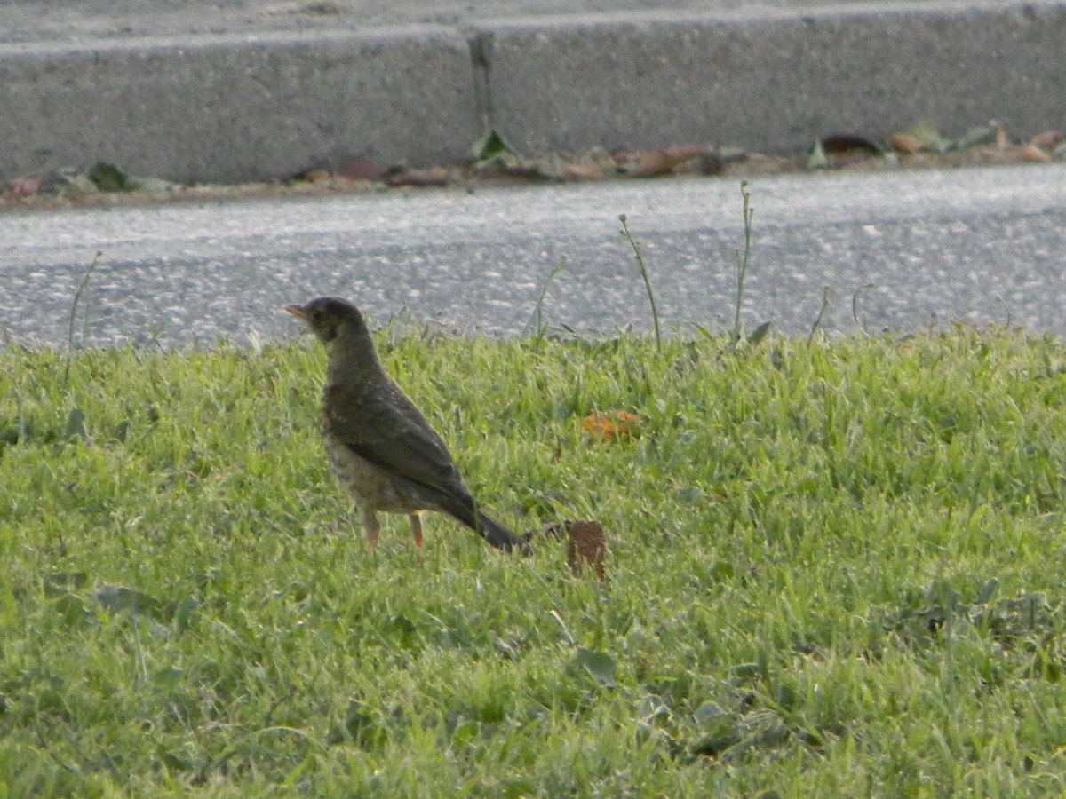 drozd falklandský - ML646136065