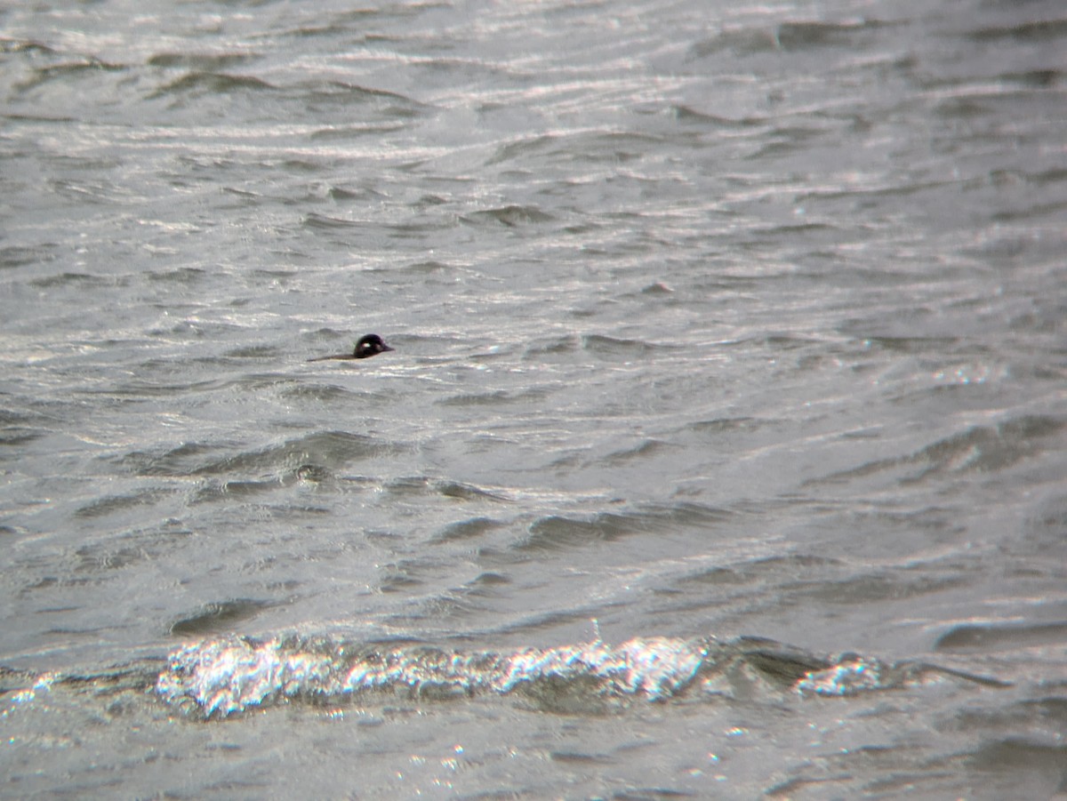 kačka strakatá - ML646136075