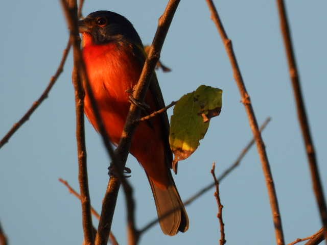 ゴシキノジコ - ML646136077