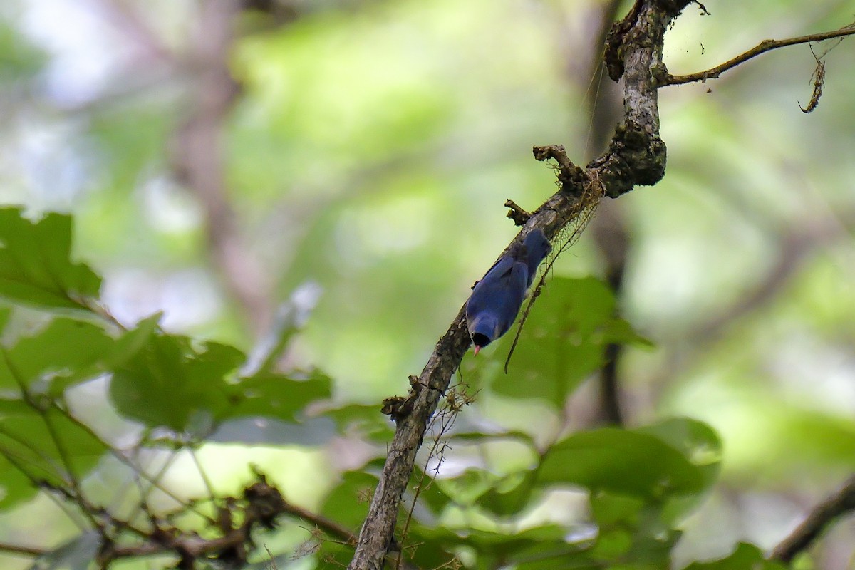 Velvet-fronted Nuthatch - ML646136078