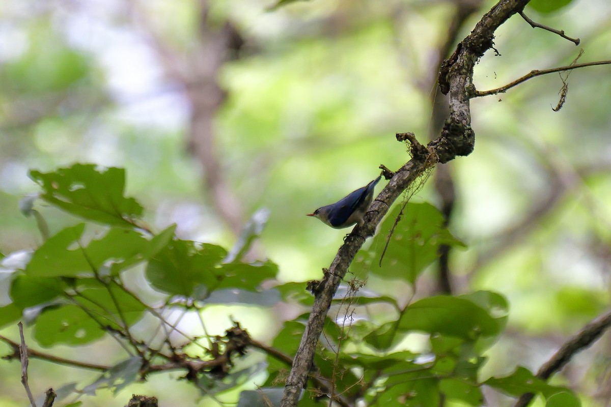 Velvet-fronted Nuthatch - ML646136079