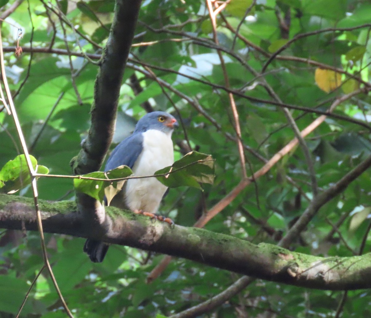 Semiplumbeous Hawk - ML646136085