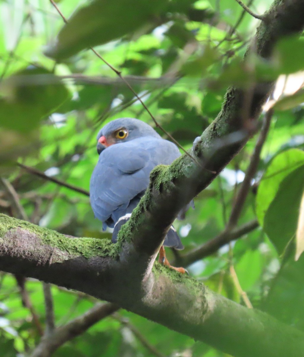 Semiplumbeous Hawk - ML646136086