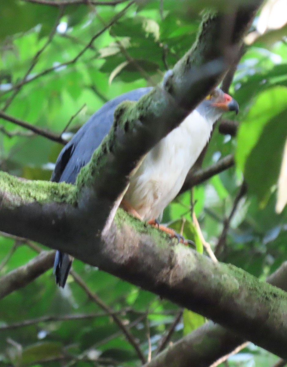 Semiplumbeous Hawk - ML646136087