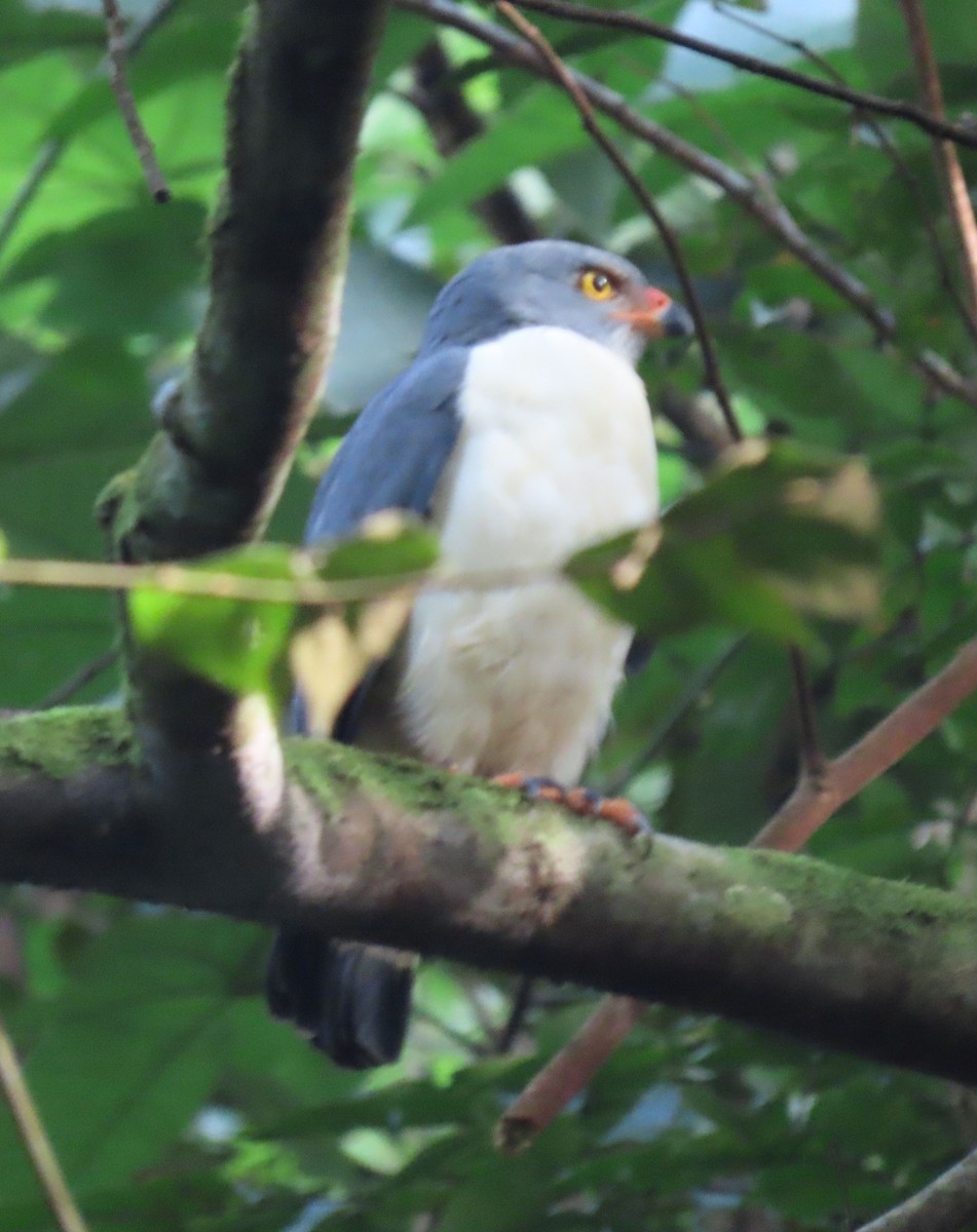 Semiplumbeous Hawk - ML646136088