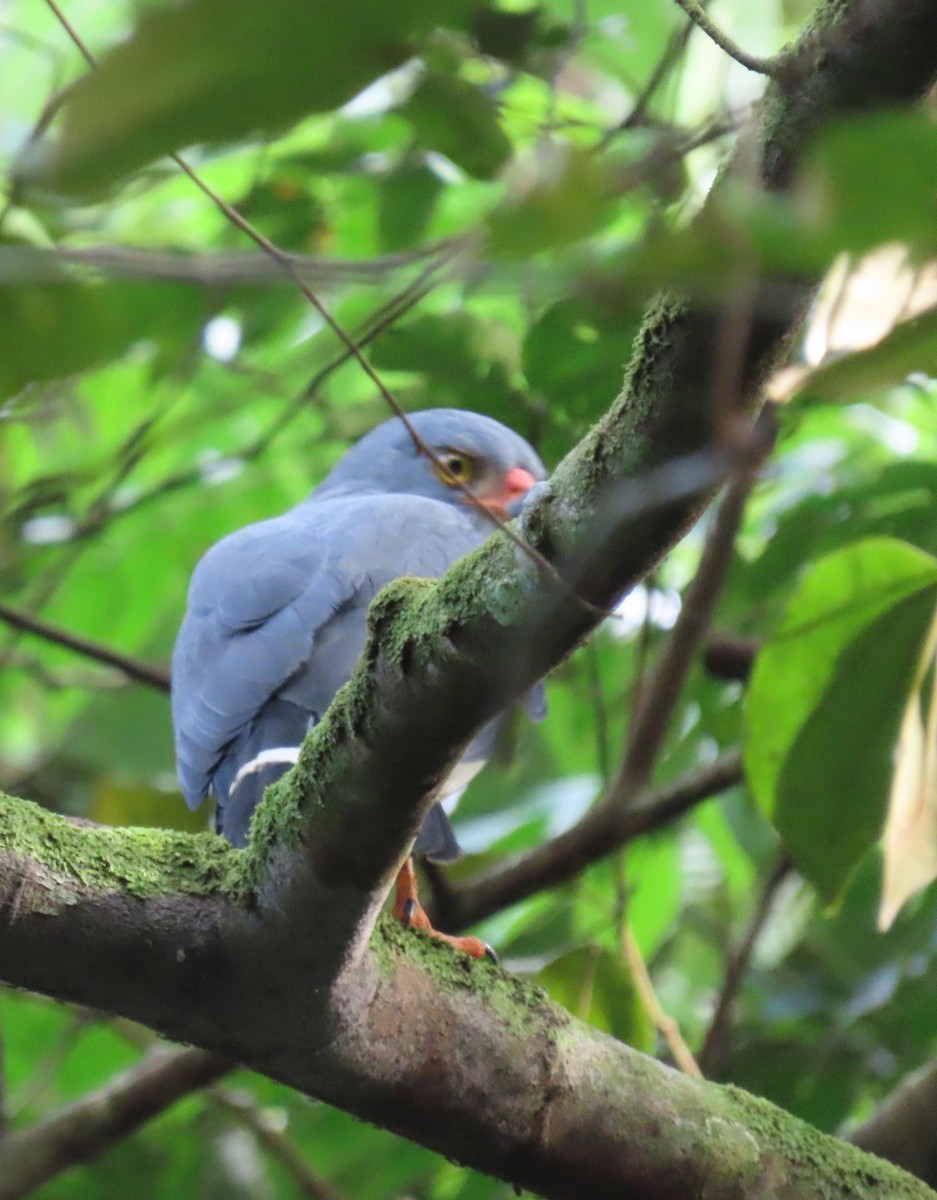 Semiplumbeous Hawk - ML646136089