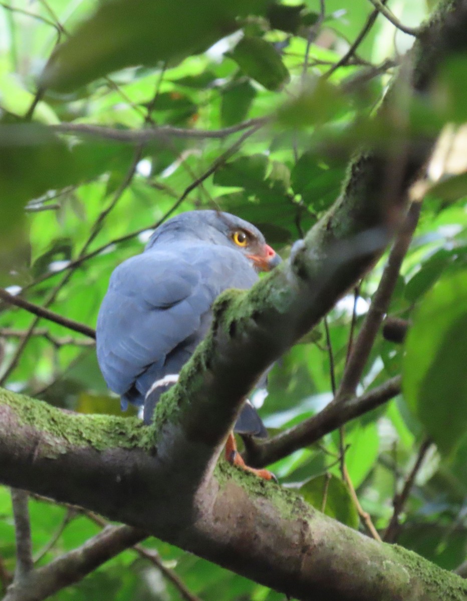 Semiplumbeous Hawk - ML646136090