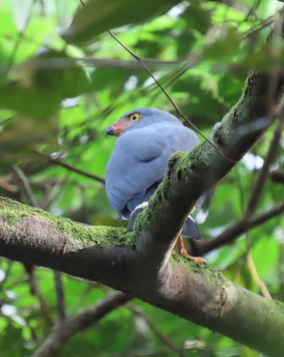 Semiplumbeous Hawk - ML646136091