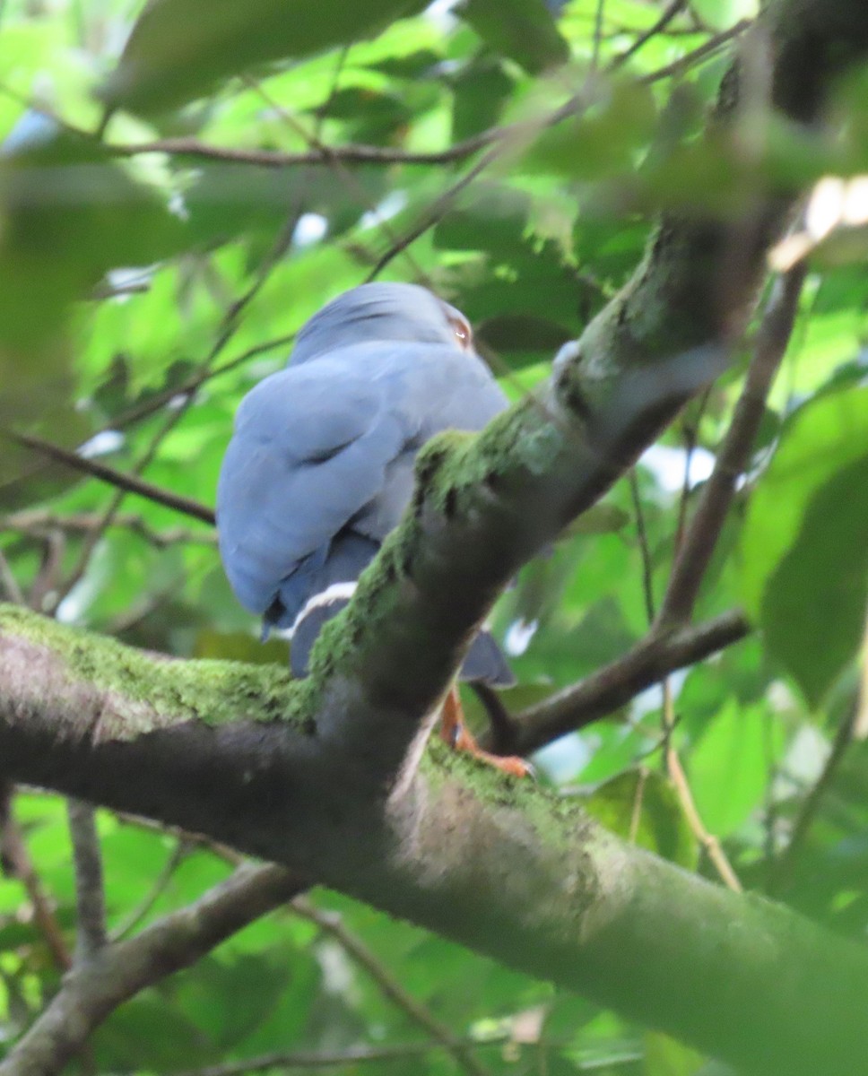 Semiplumbeous Hawk - ML646136092