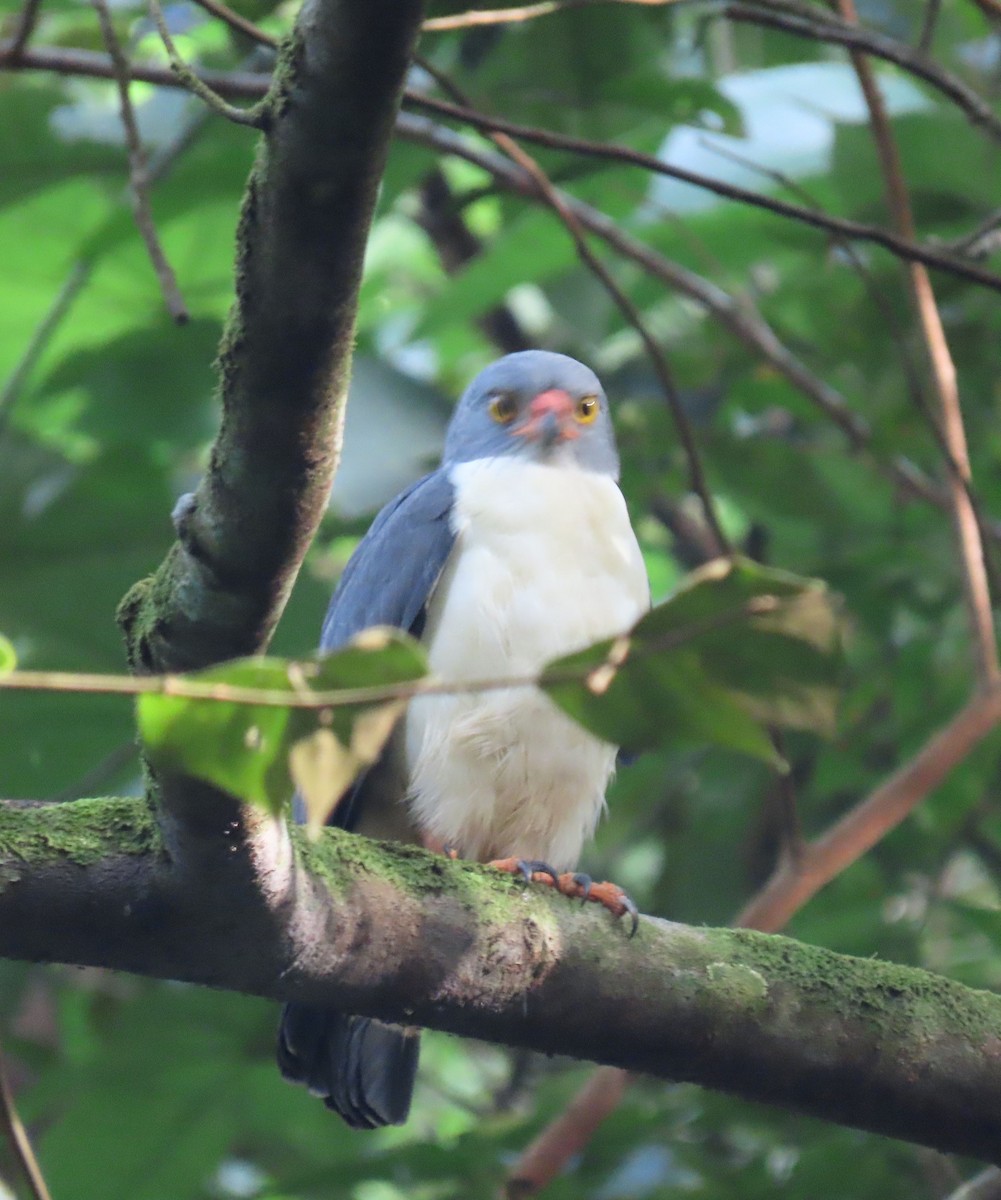 Semiplumbeous Hawk - ML646136093