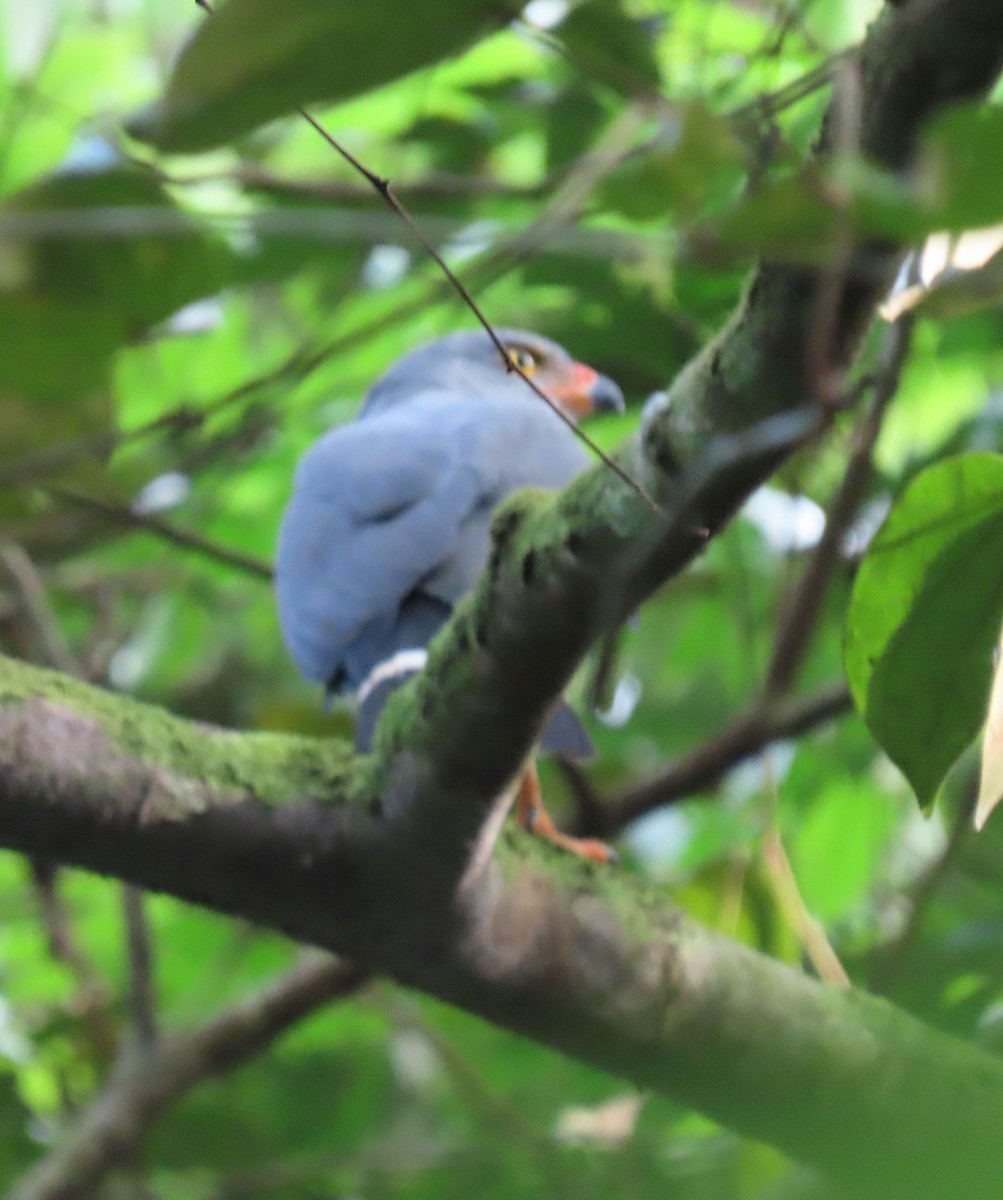 Semiplumbeous Hawk - ML646136094