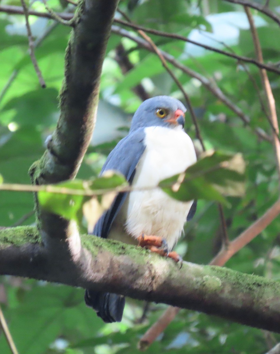 Semiplumbeous Hawk - ML646136095