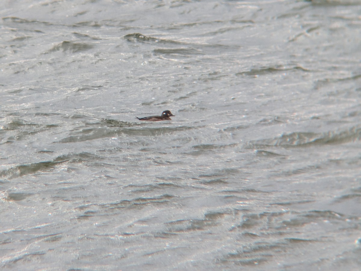 kačka strakatá - ML646136097