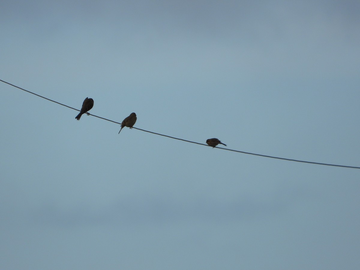 Reed Bunting - ML646136099