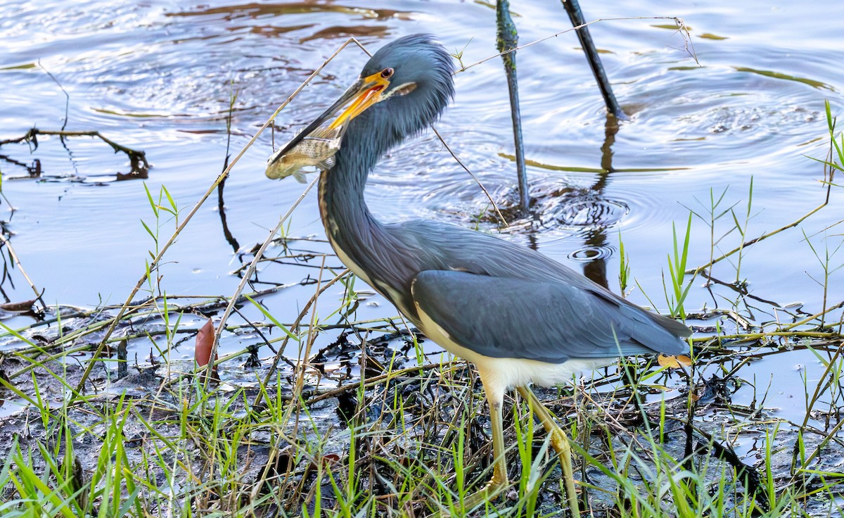 Tricolored Heron - ML646136101