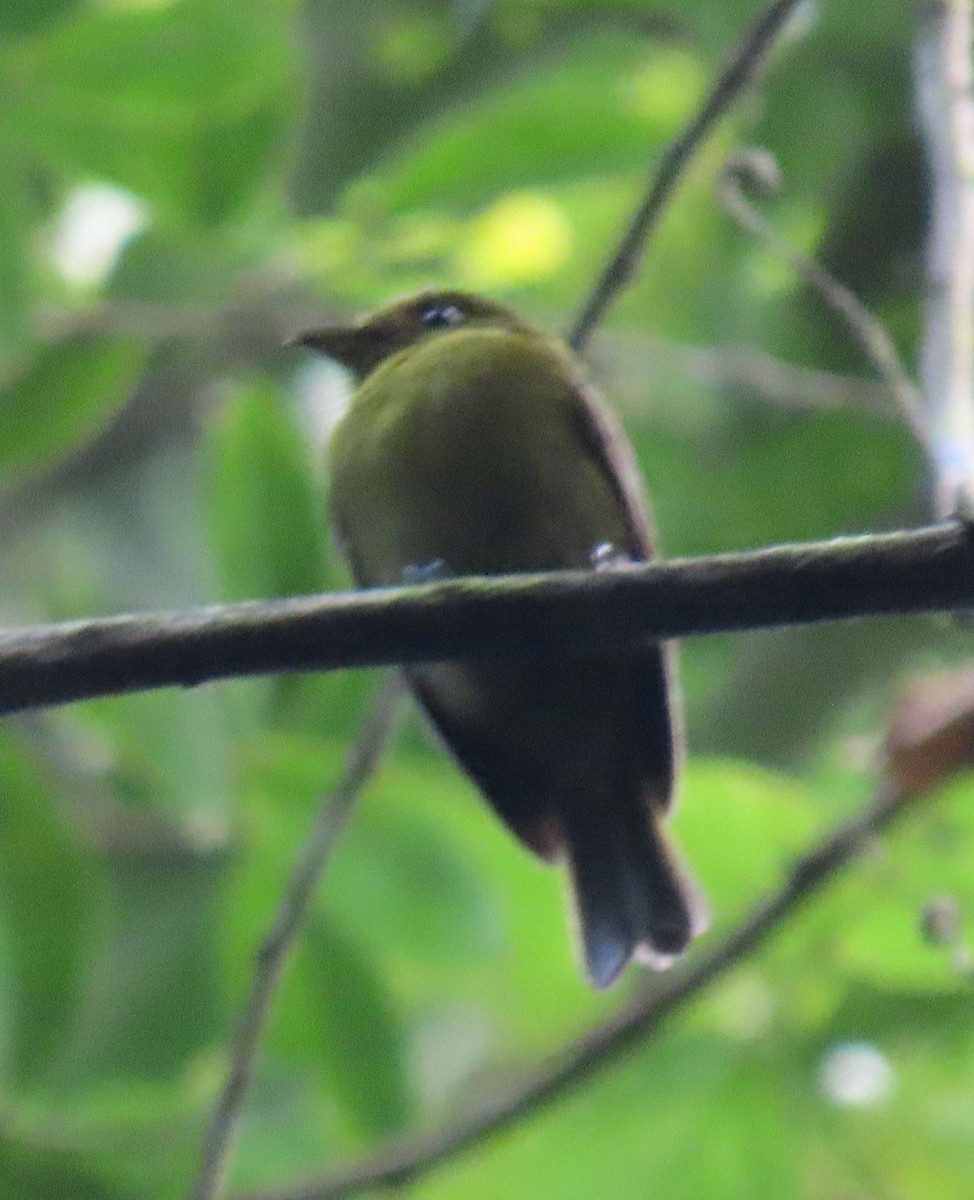 Sapayoa - ML646136104