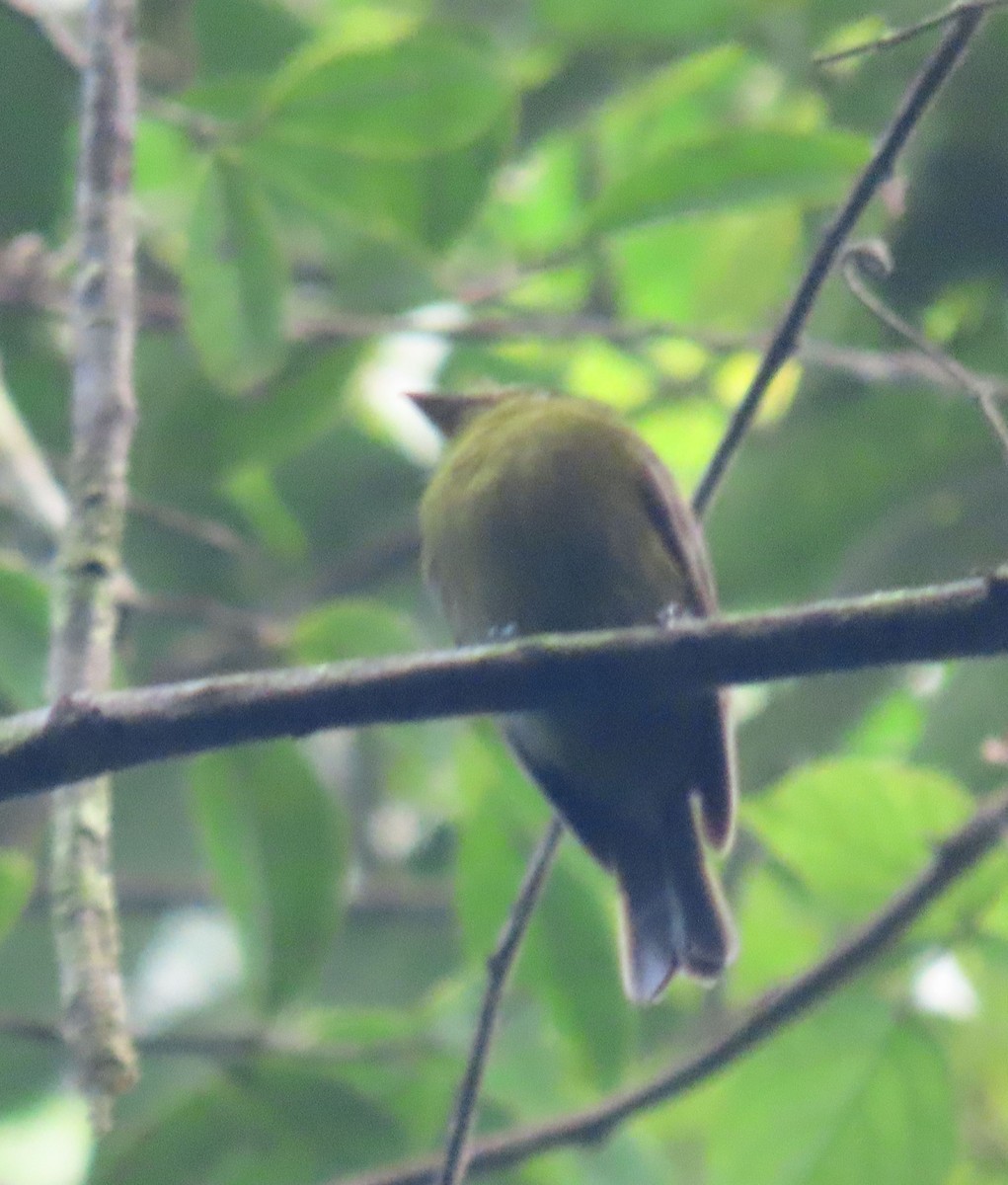 Sapayoa - ML646136105