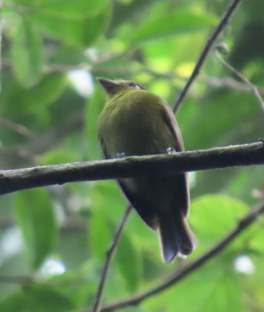 Sapayoa - ML646136106